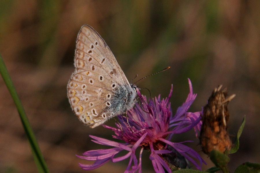 Polyommatus